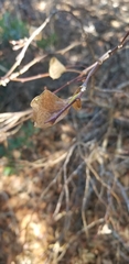 Dirca occidentalis