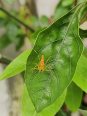 Oxyopes shweta