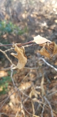 Dirca occidentalis