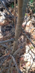 Dirca occidentalis