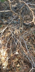 Dirca occidentalis