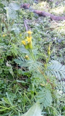 Tagetes foetidissima