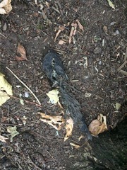 Siluriformes