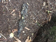 Siluriformes