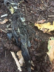 Siluriformes