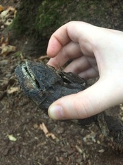Siluriformes