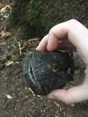 Siluriformes