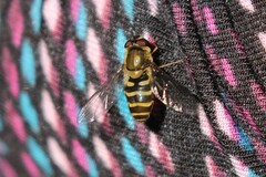 Syrphus torvus