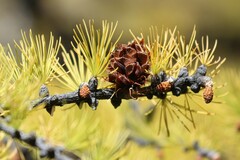 Larix lyallii