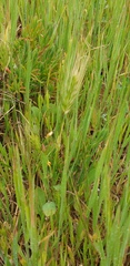 Hordeum