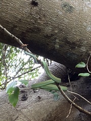 Trimeresurus macrops