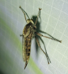 Triorla interrupta