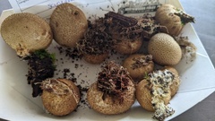 Scleroderma citrinum