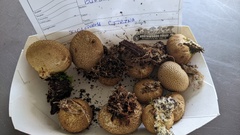 Scleroderma citrinum