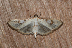 Palpita illibalis
