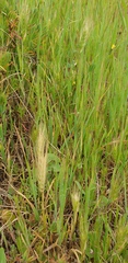 Hordeum
