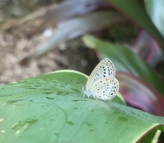 Pseudozizeeria maha okinawana