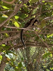 Callithrix geoffroyi