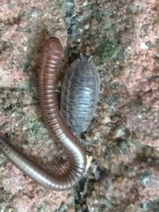 Holoverticata