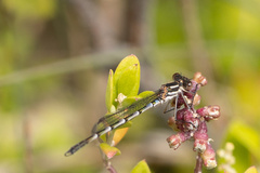 Austrolestes annulosus