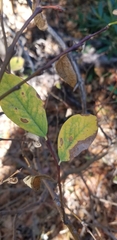 Dirca occidentalis
