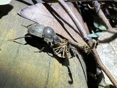 Cephalodesmius armiger