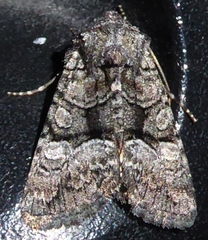 Lacinipolia olivacea