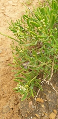 Nitraria billardierei