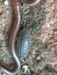 Holoverticata