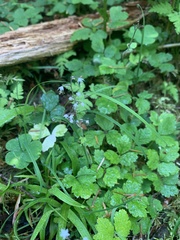 Tiarella trifoliata trifoliata