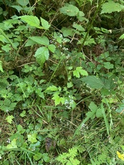Tiarella trifoliata trifoliata