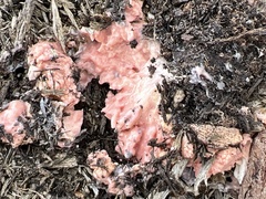 Mycetozoa