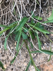 Brachyscome aculeata