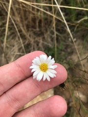 Brachyscome aculeata