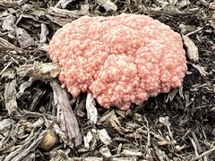Mycetozoa