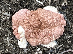 Mycetozoa