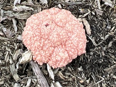Mycetozoa
