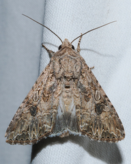 Anarta trifolii