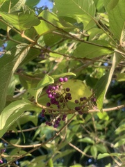 Callicarpa