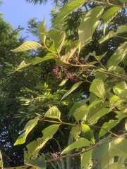 Callicarpa