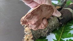 Hapalopilus rutilans