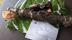 Hapalopilus rutilans