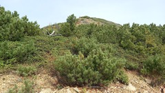 Pinus pumila