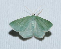 Chlorochlamys phyllinaria