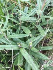 Xerochrysum subundulatum
