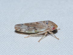 Marganana suilla