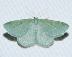 Chlorochlamys phyllinaria