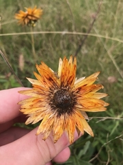 Xerochrysum subundulatum