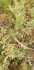 Atriplex paludosa