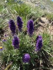 Phacelia sericea